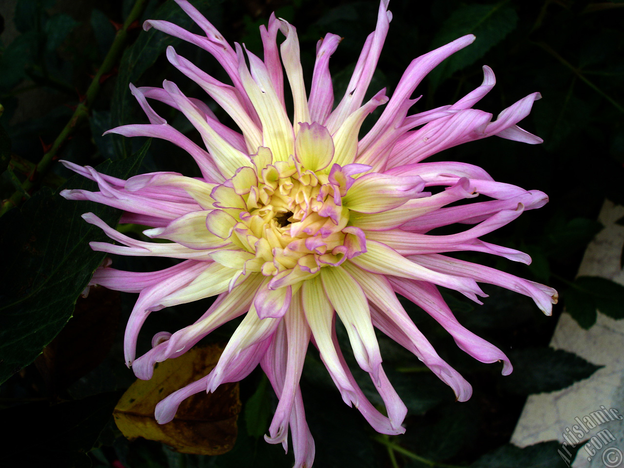 Dahlia flower.
