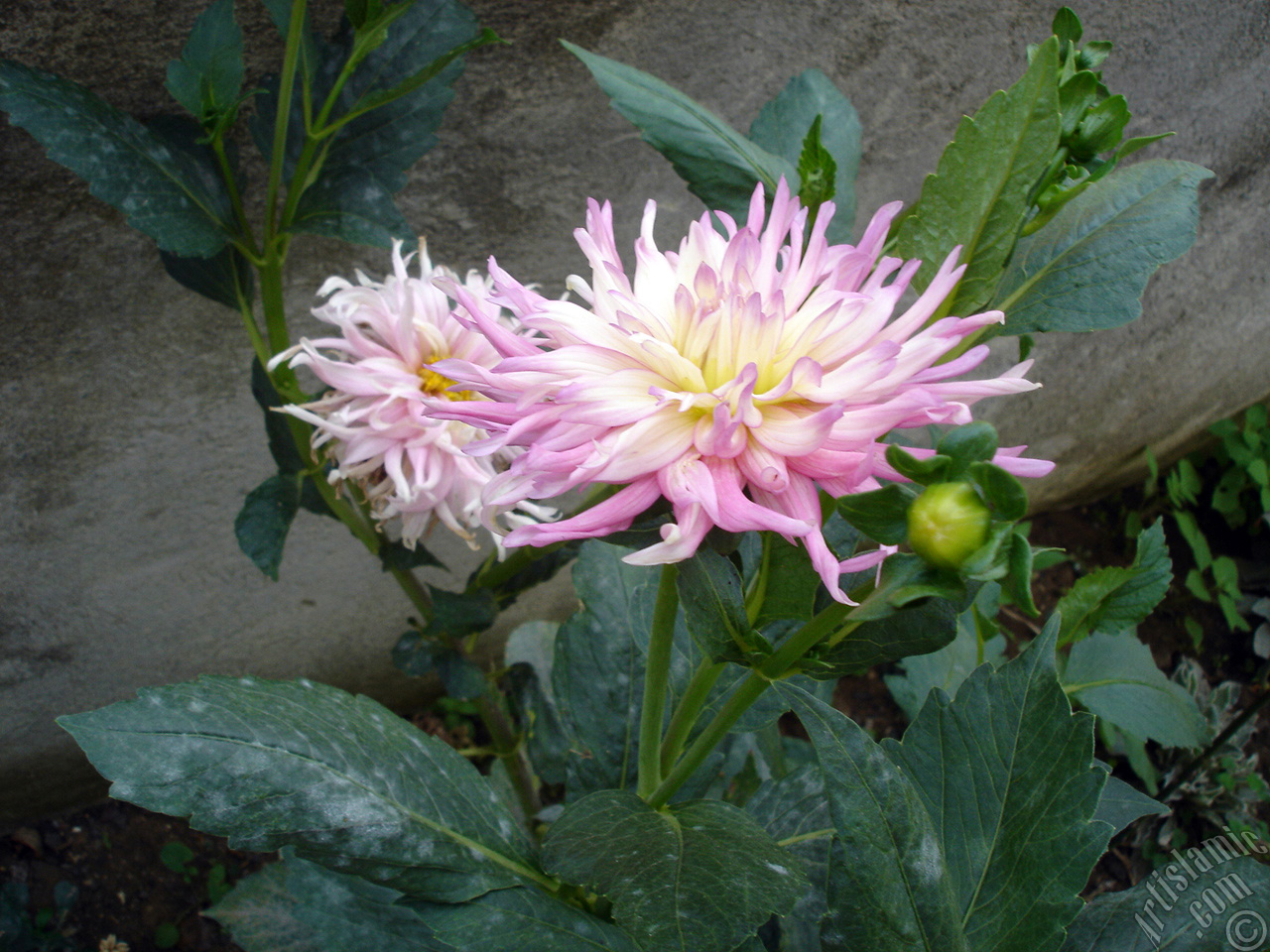 Dahlia flower.
