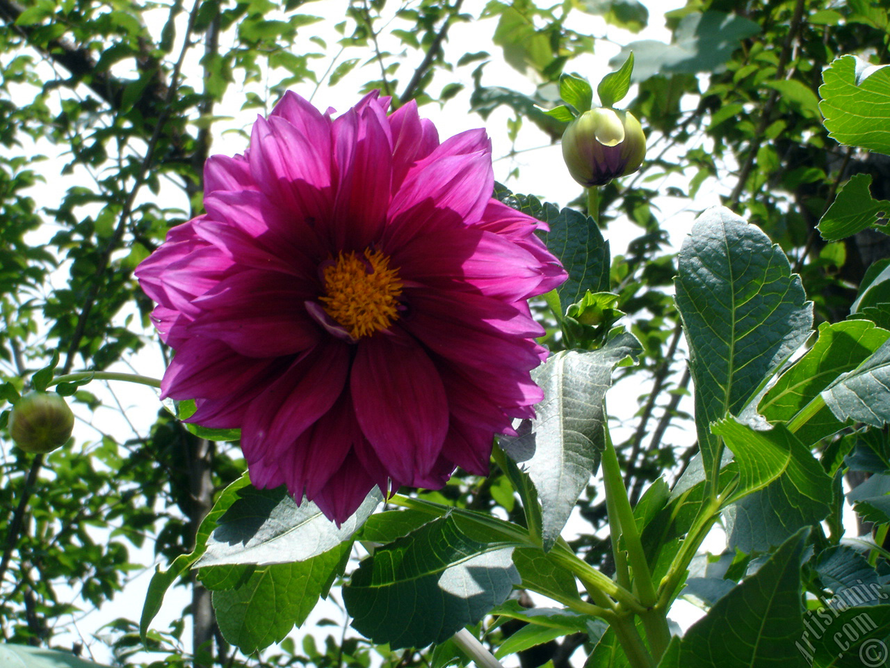 Dahlia flower.
