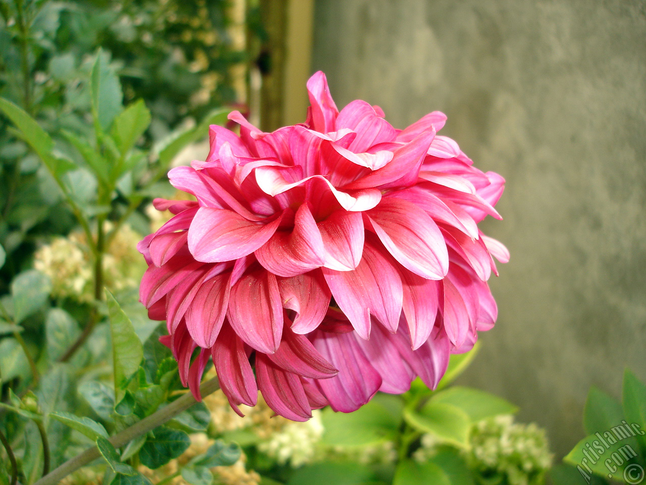 Dahlia flower.
