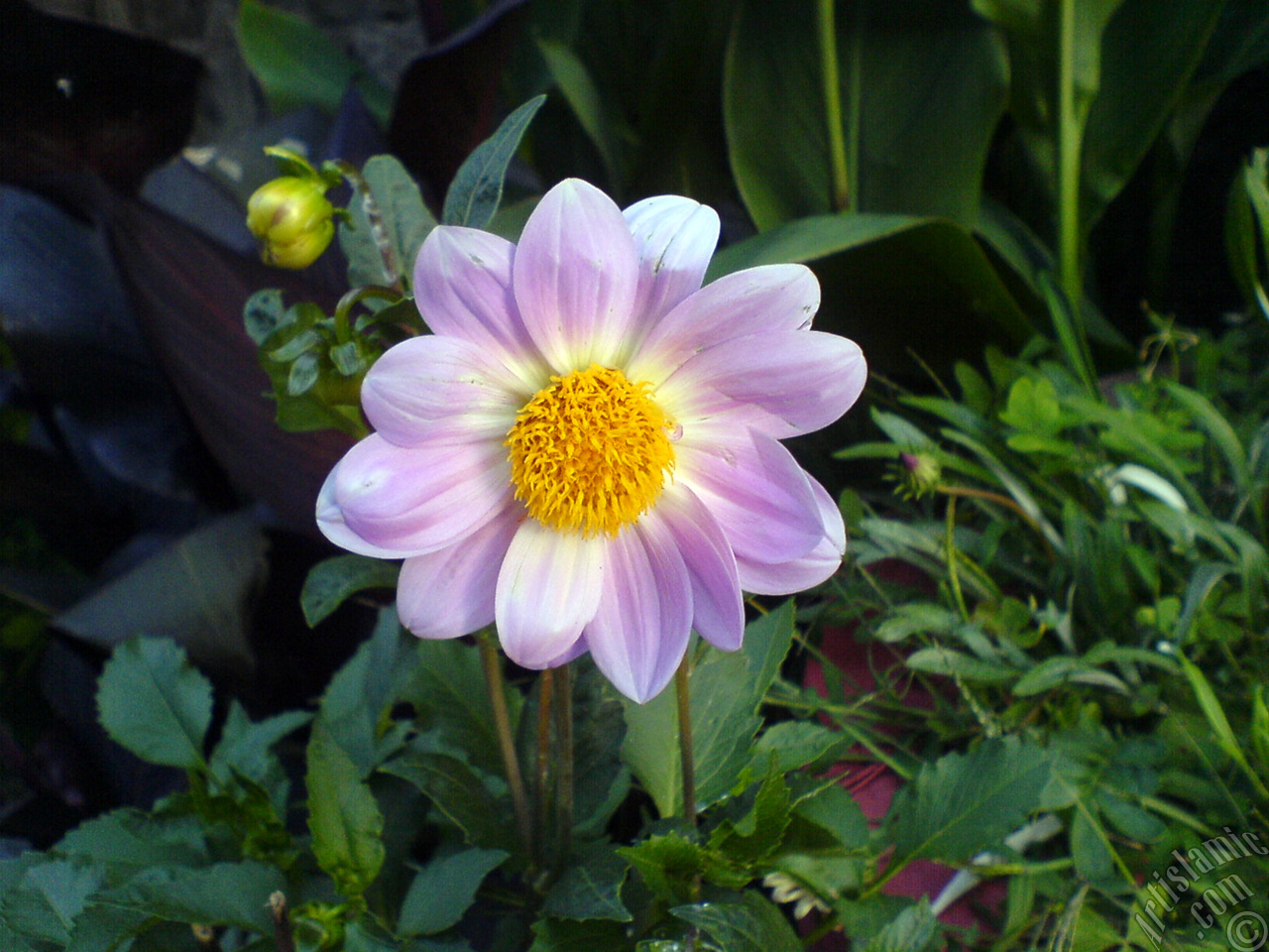 Dahlia flower.
