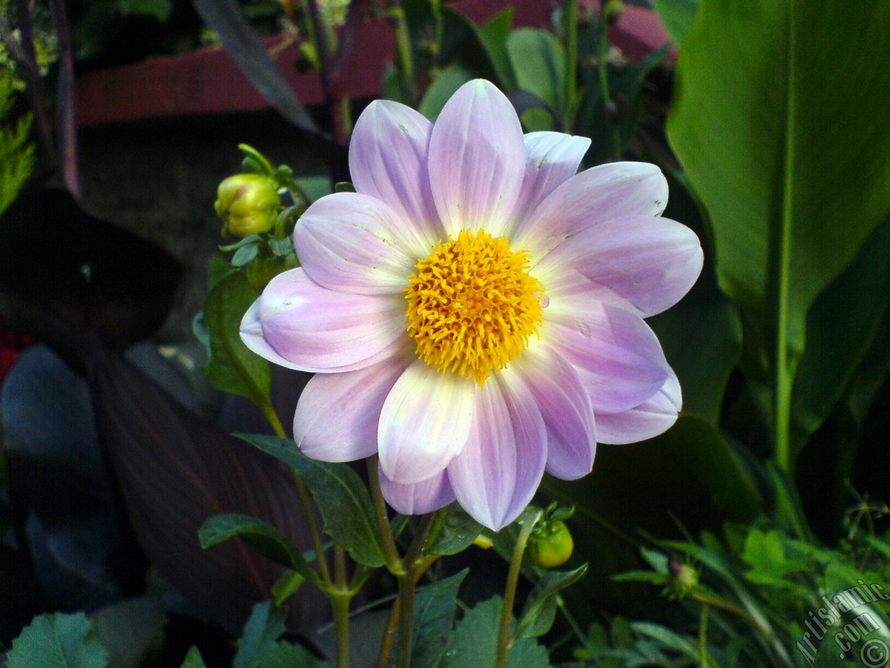 Dahlia flower.
