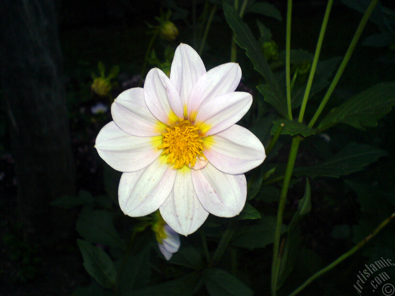 Dahlia flower.
