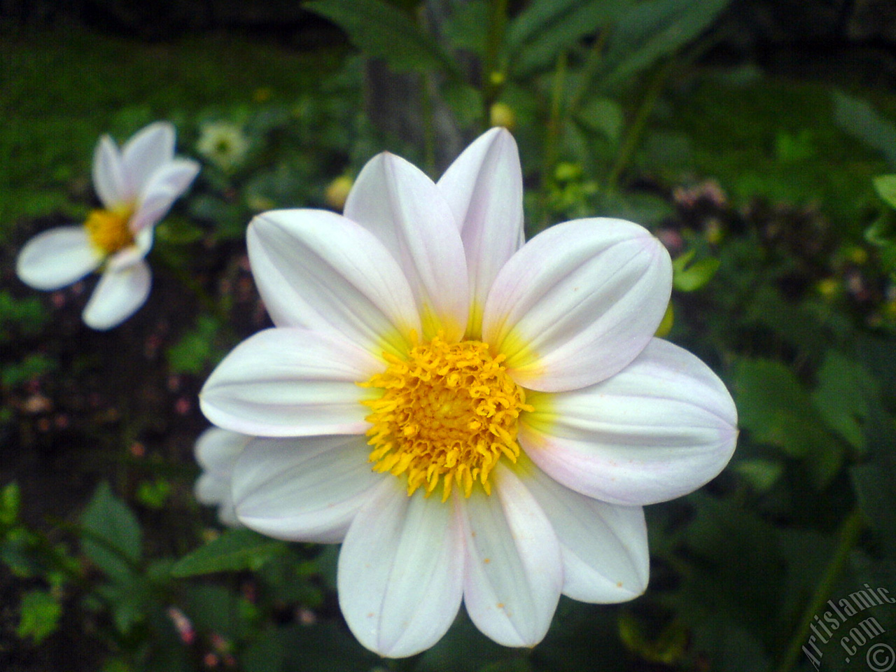 Dahlia flower.
