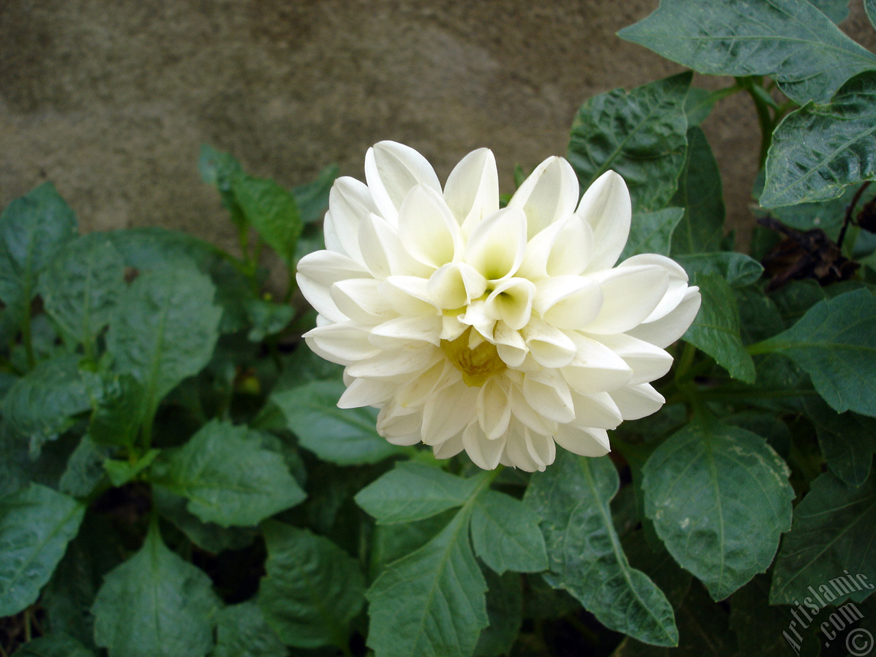 Dahlia flower.

