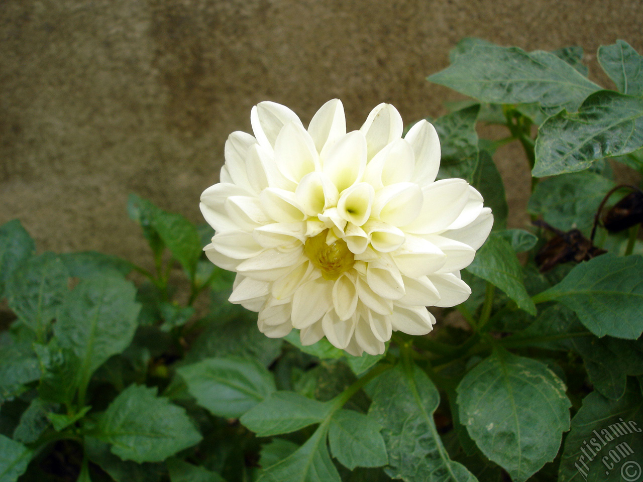 Dahlia flower.
