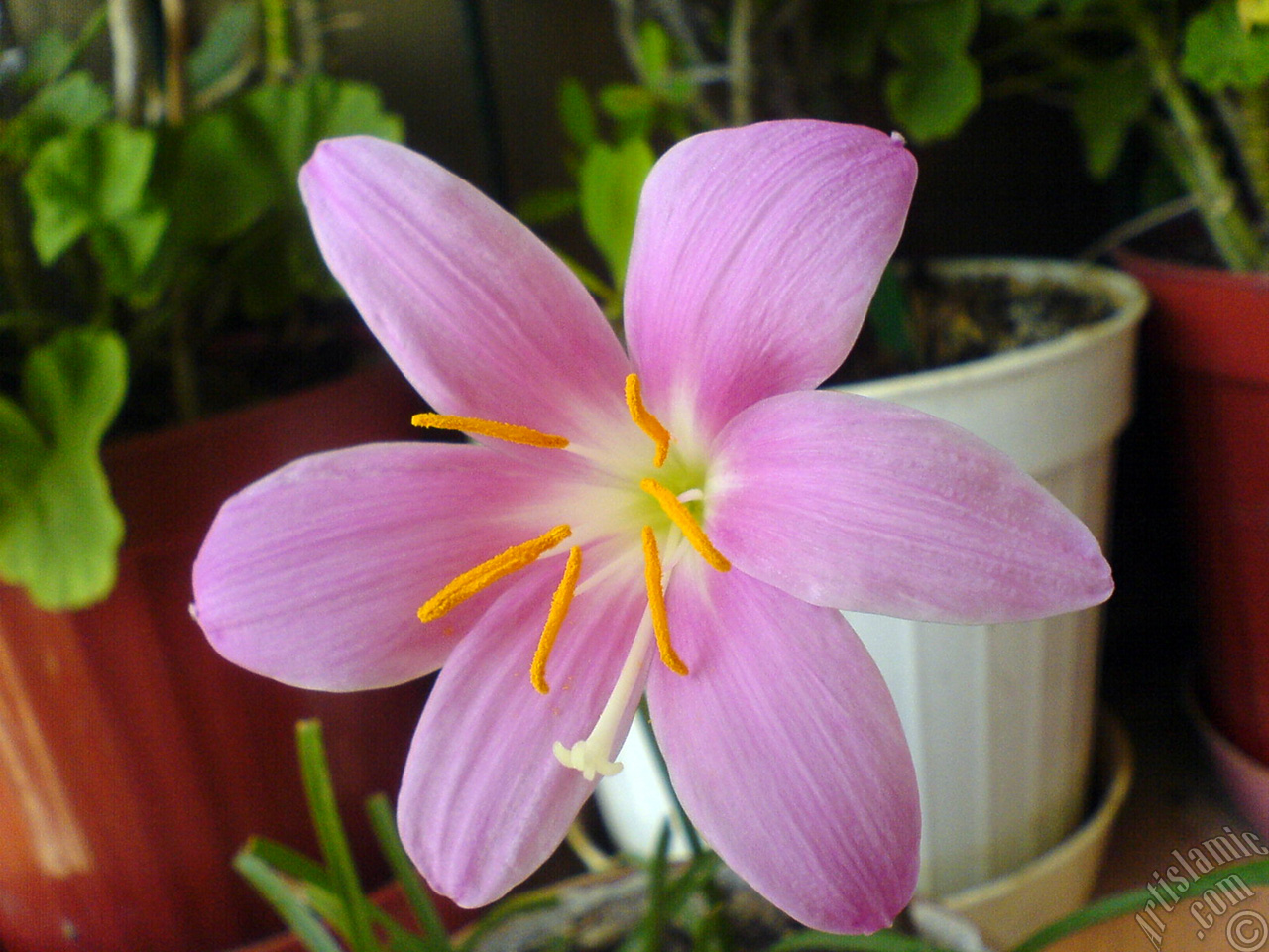 Pink color flower similar to lily.
