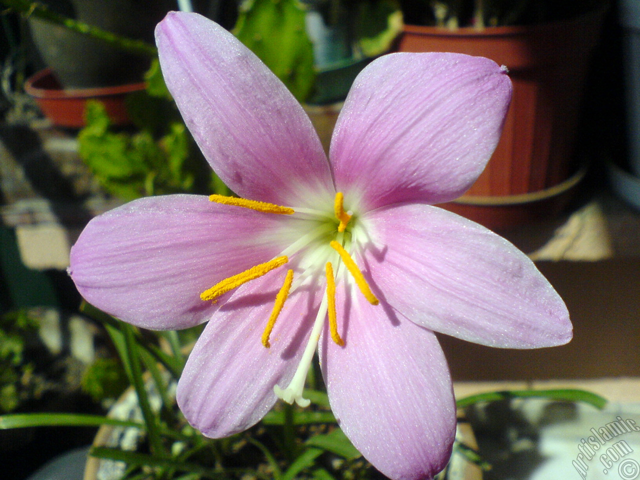 Pink color flower similar to lily.
