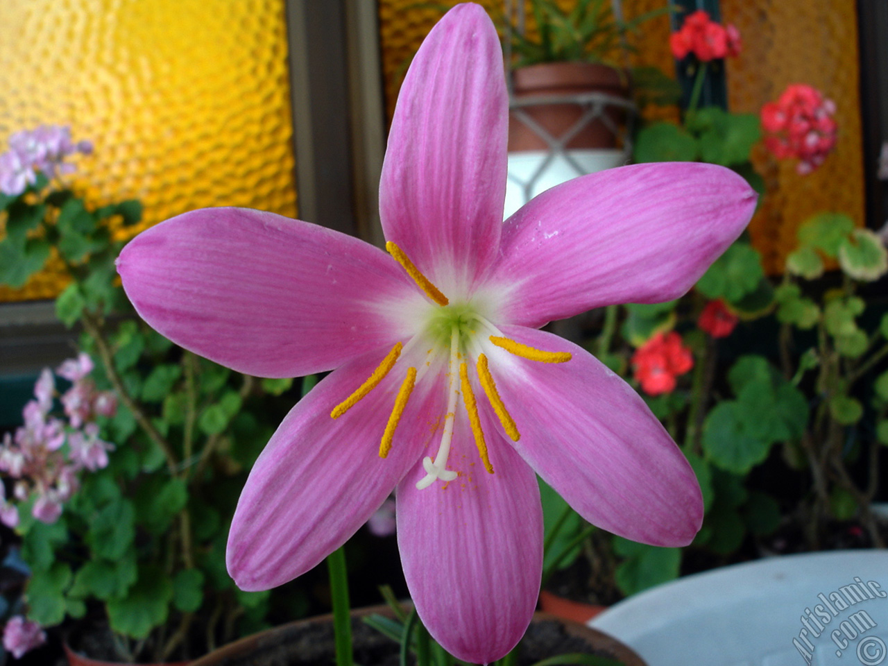 Pink color flower similar to lily.
