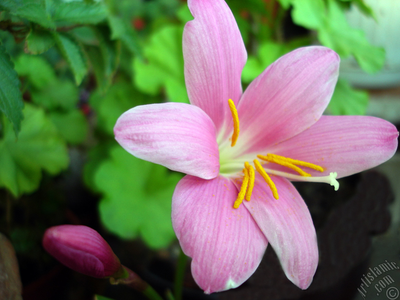 Pink color flower similar to lily.
