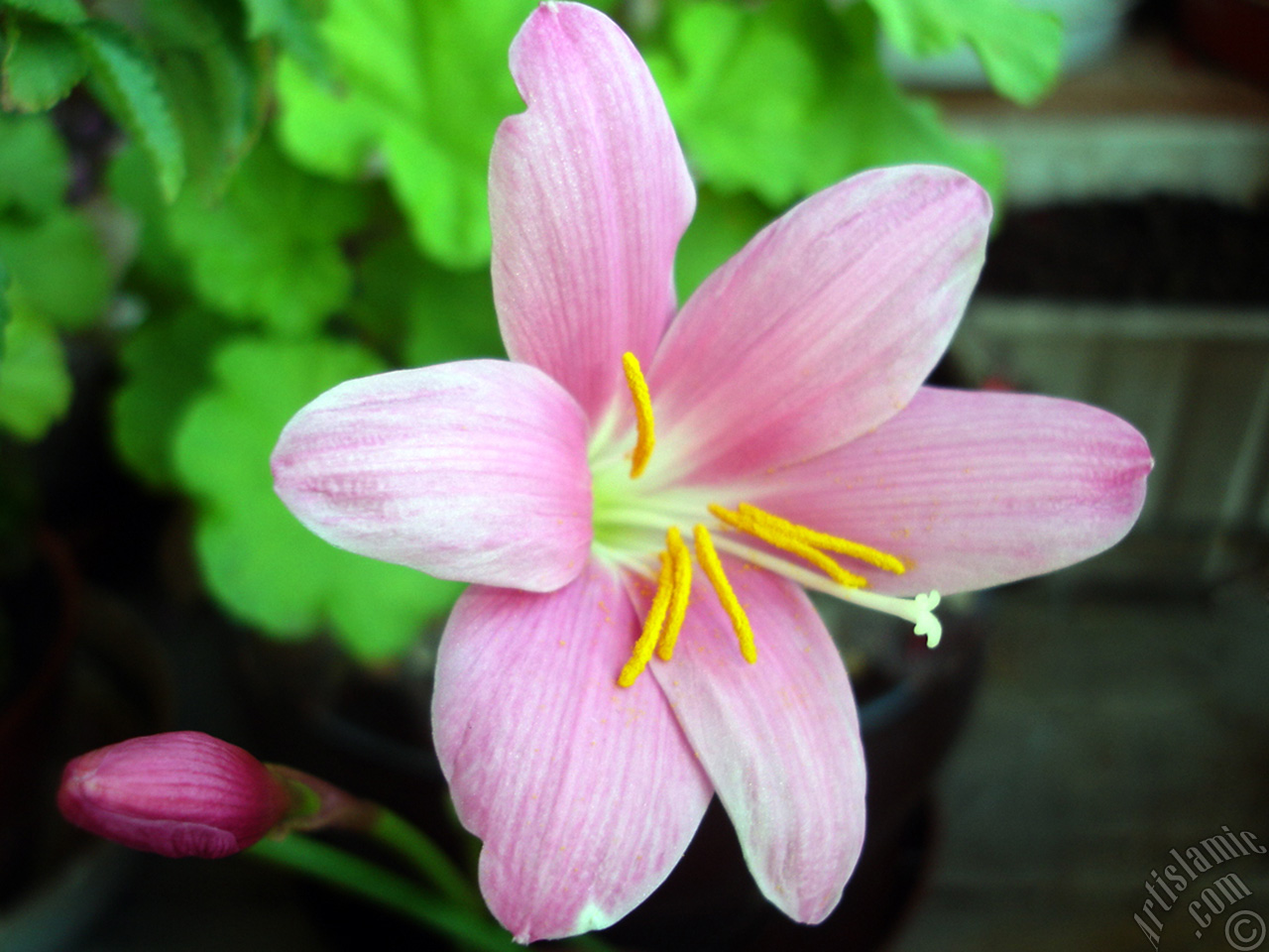 Pink color flower similar to lily.
