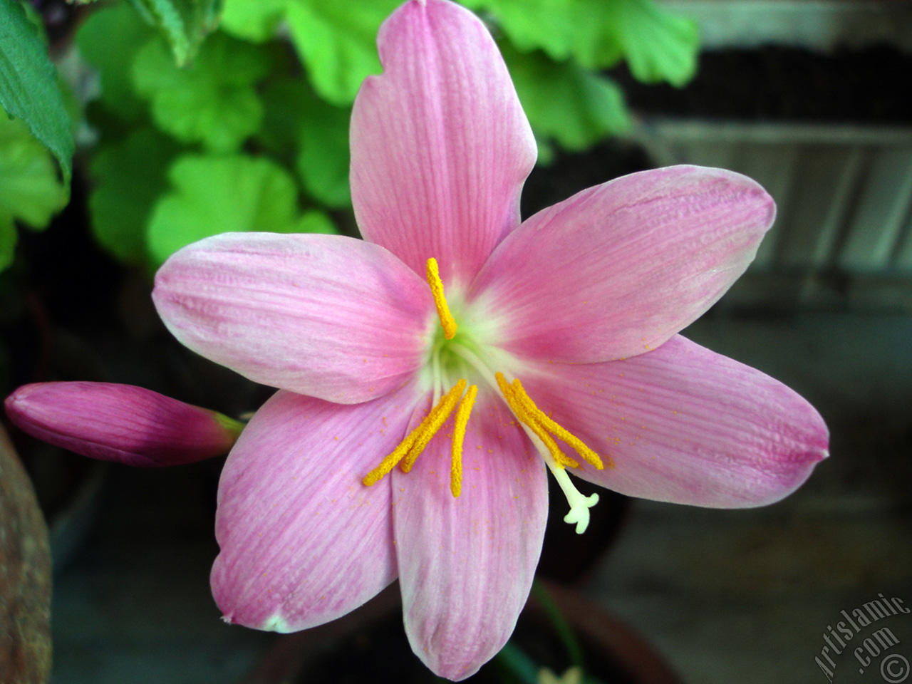 Pink color flower similar to lily.

