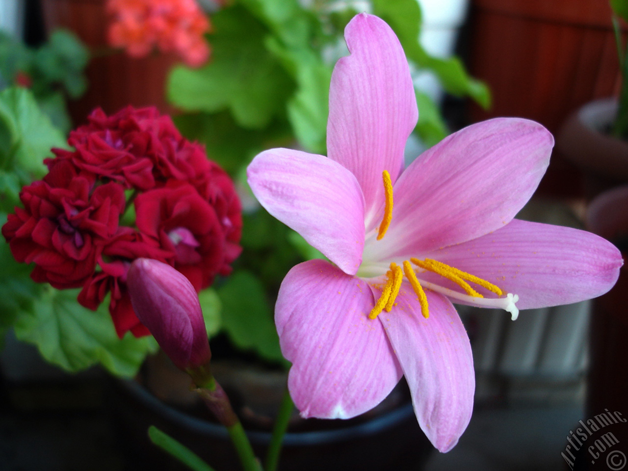 Pink color flower similar to lily.
