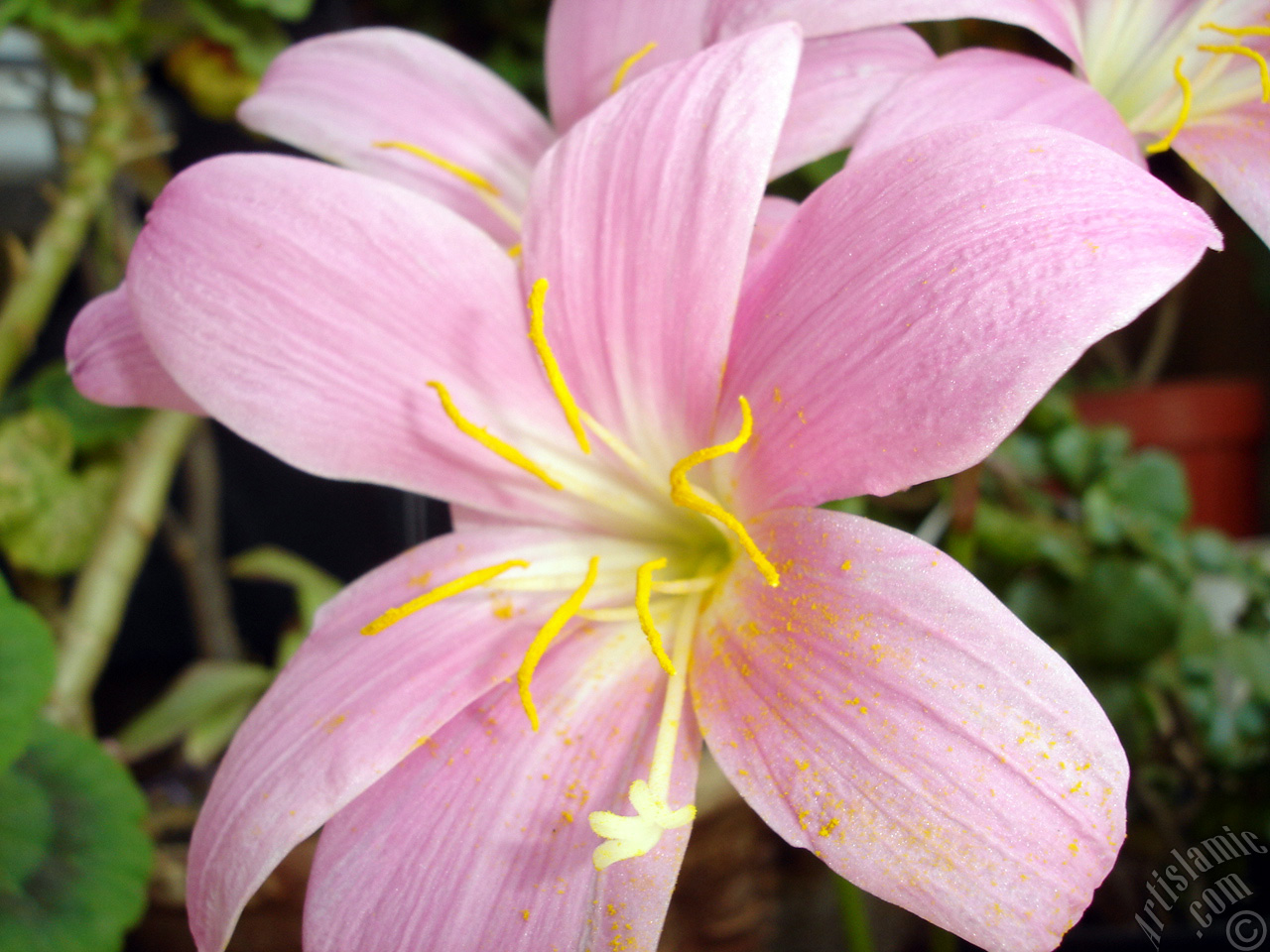Pink color flower similar to lily.
