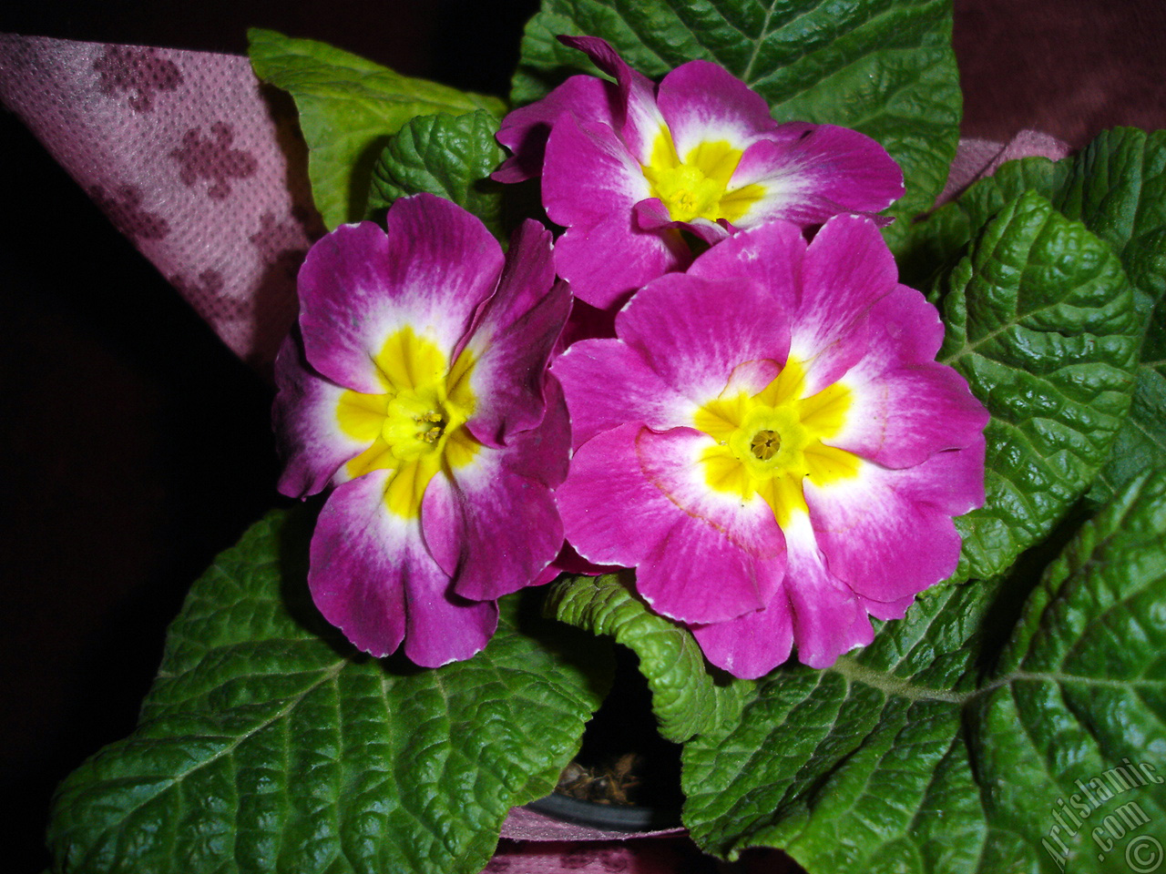 Primrose flower.
