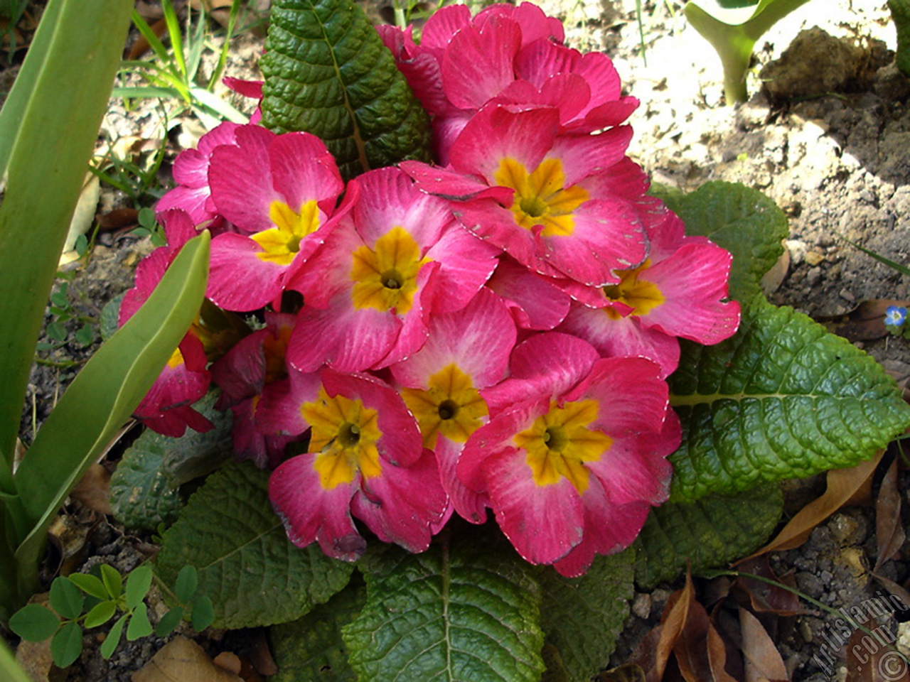 Primrose flower.
