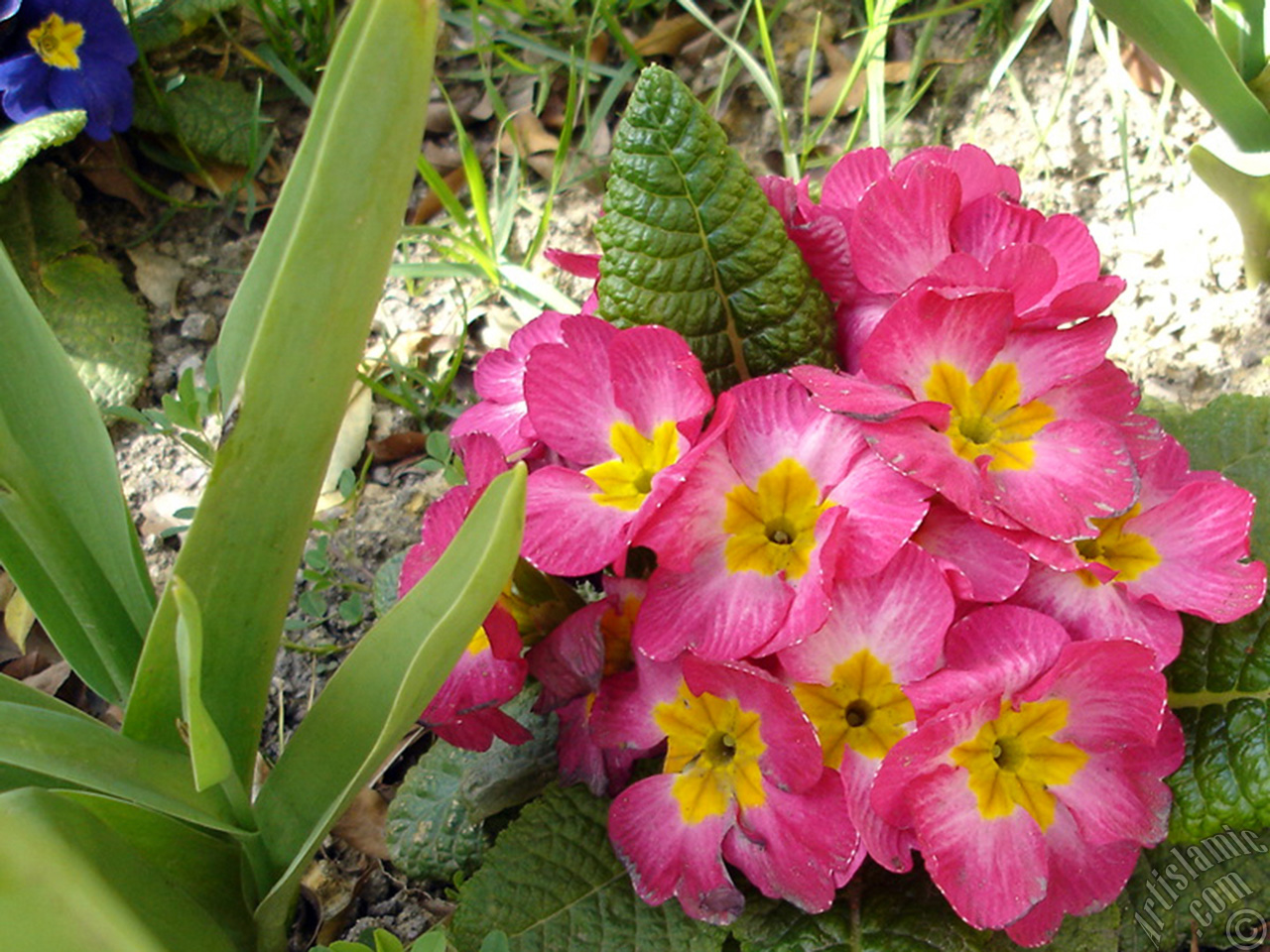 Primrose flower.
