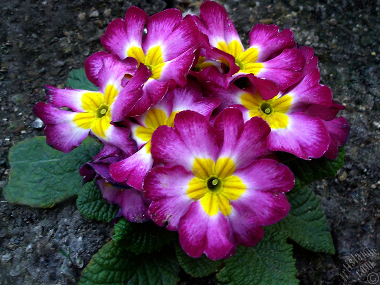 A primrose flower photo.
