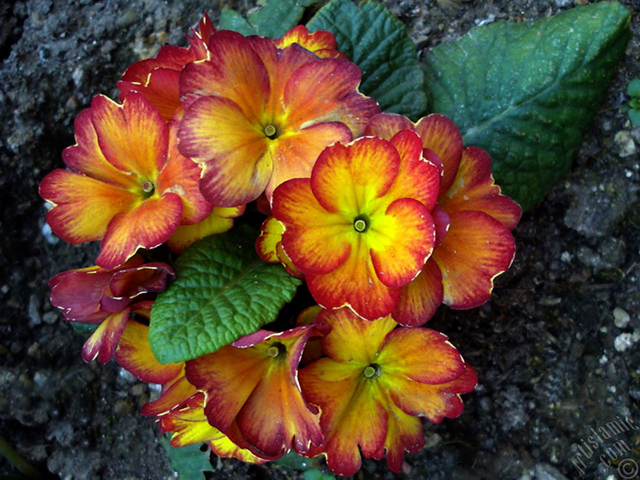 A primrose flower photo.
