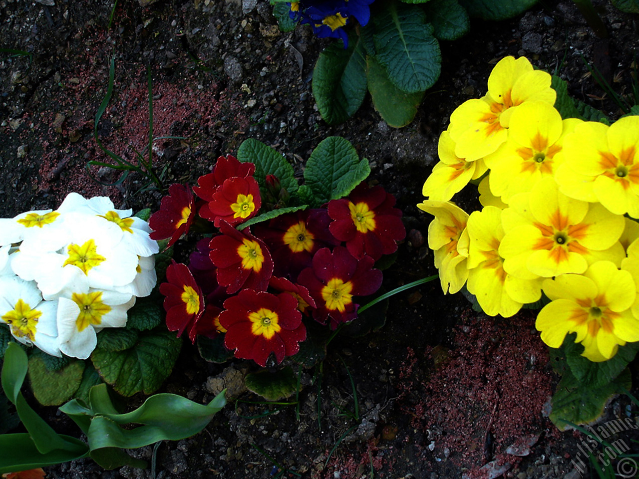 A primrose flower photo.
