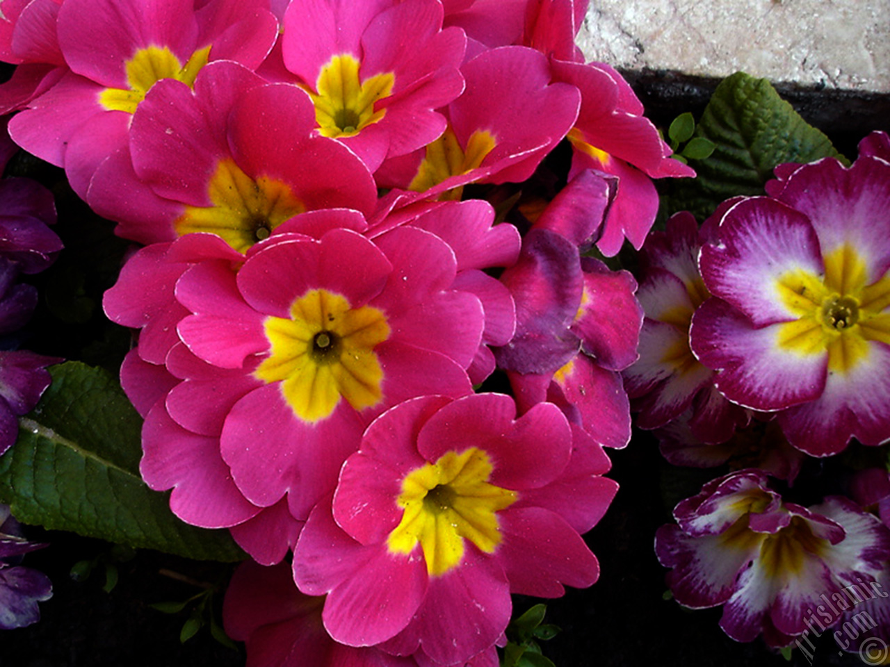 A primrose flower photo.
