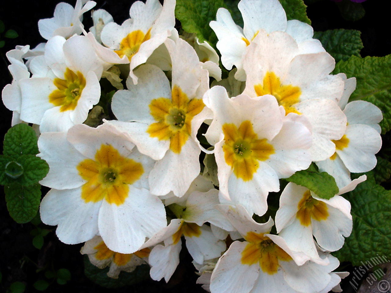 A primrose flower photo.
