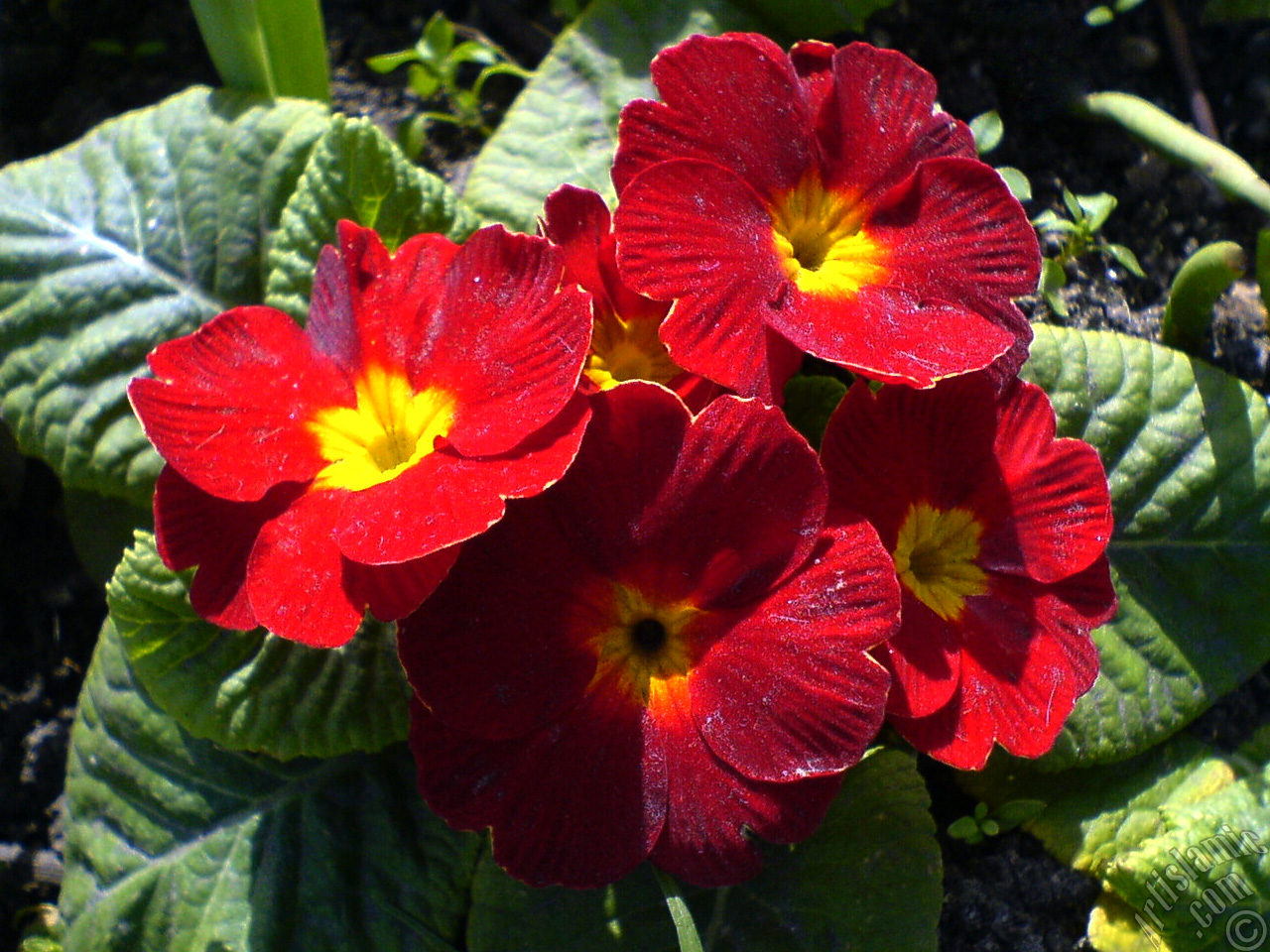 A primrose flower photo.
