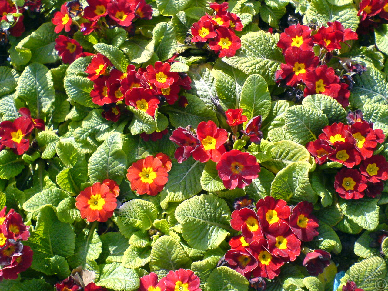 A primrose flower photo.
