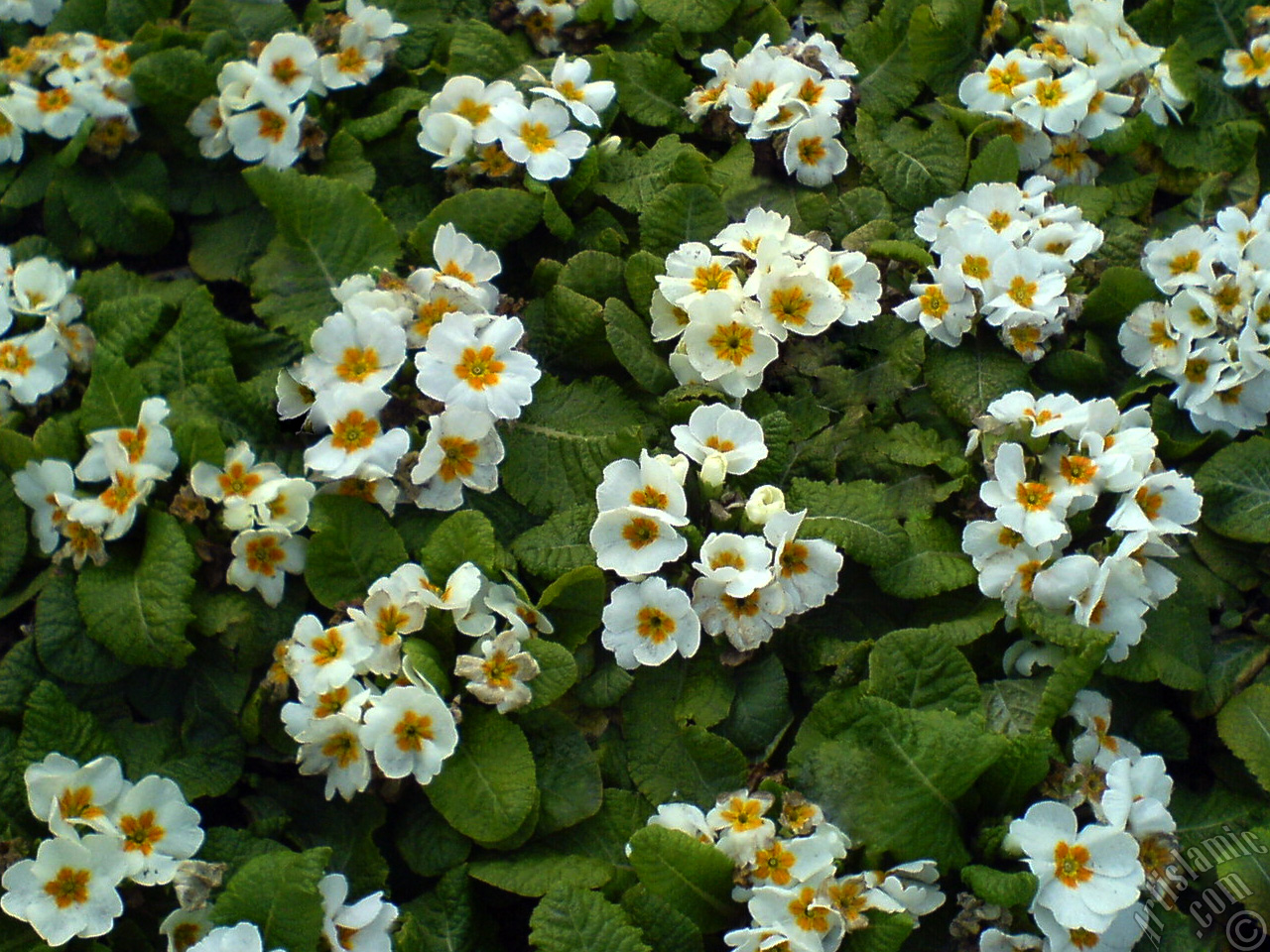 A primrose flower photo.
