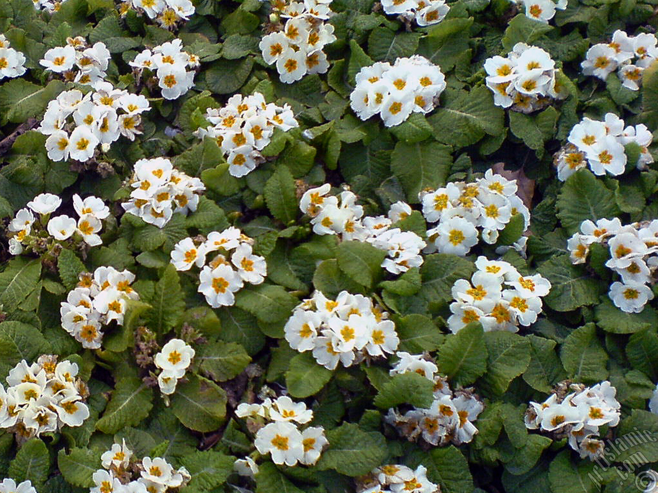 A primrose flower photo.
