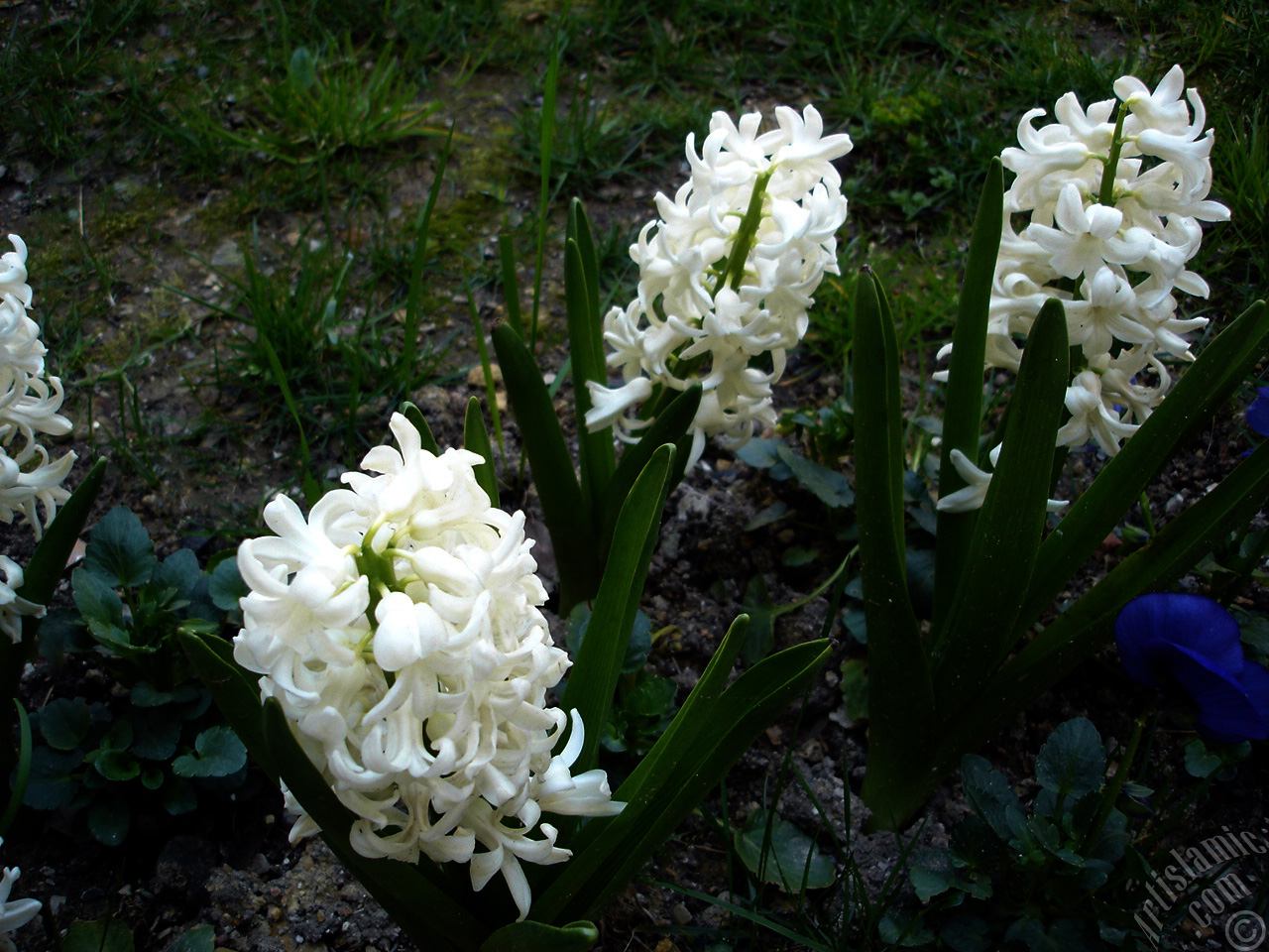 White color Hyacinth flower.
