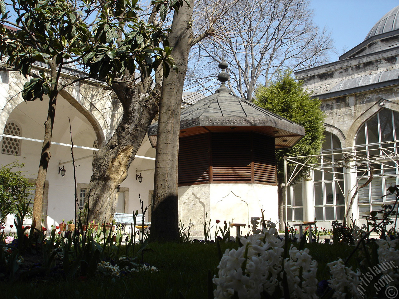 White color Hyacinth flower.
