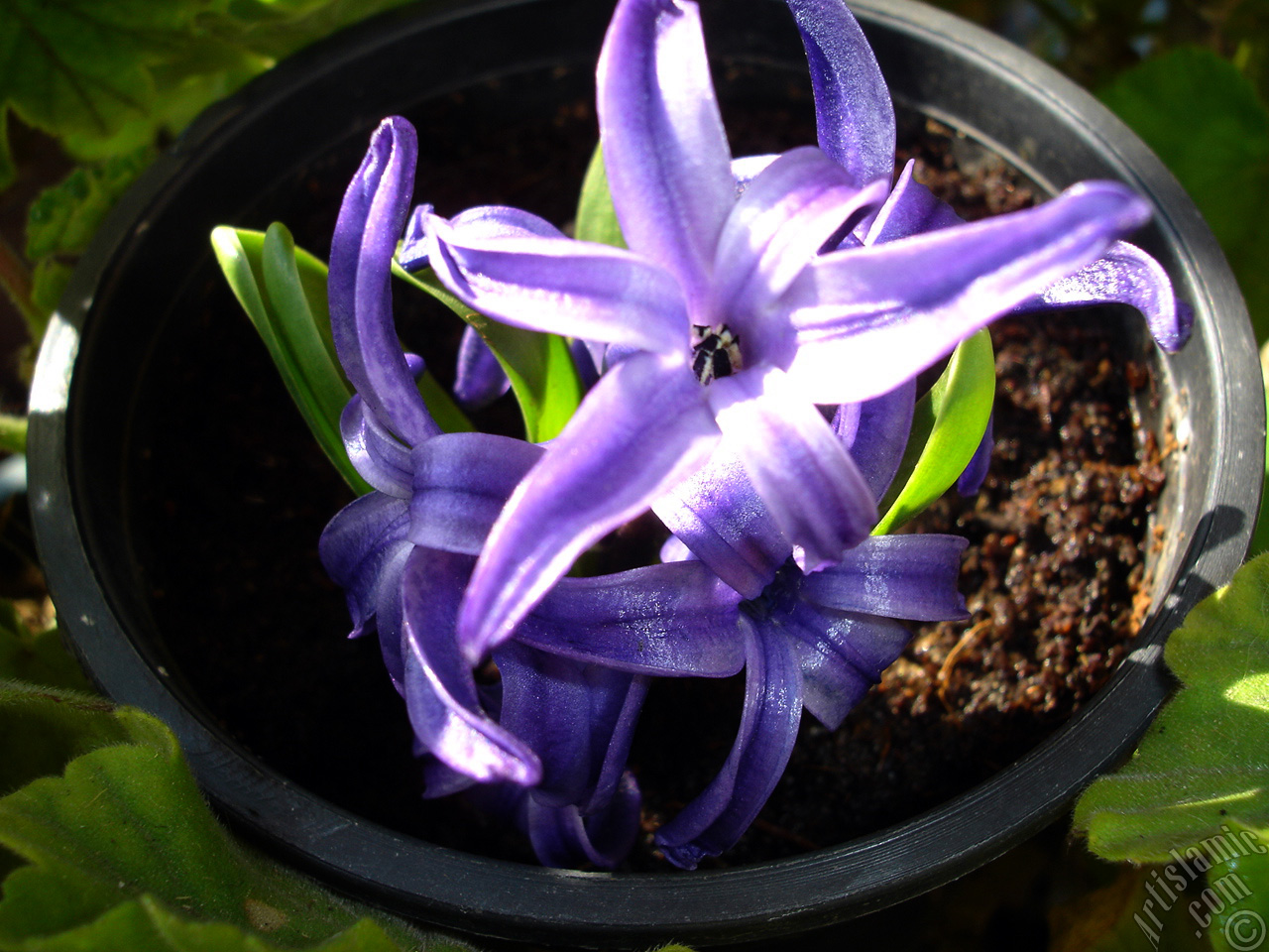 Purple color Hyacinth flower.
