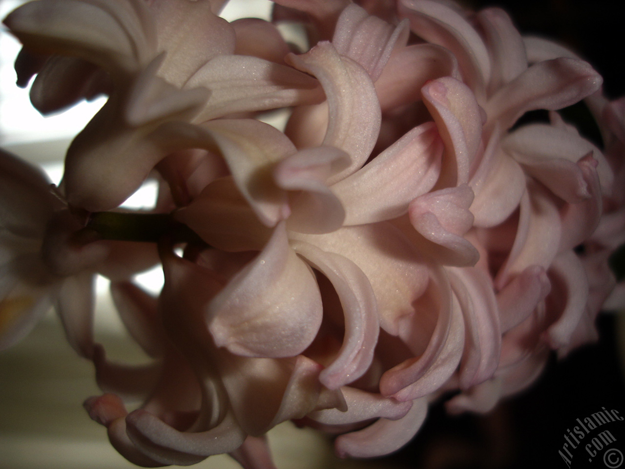 Pink color Hyacinth flower.

