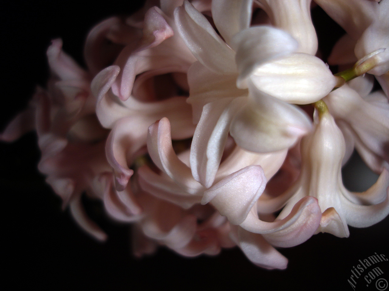 Pink color Hyacinth flower.
