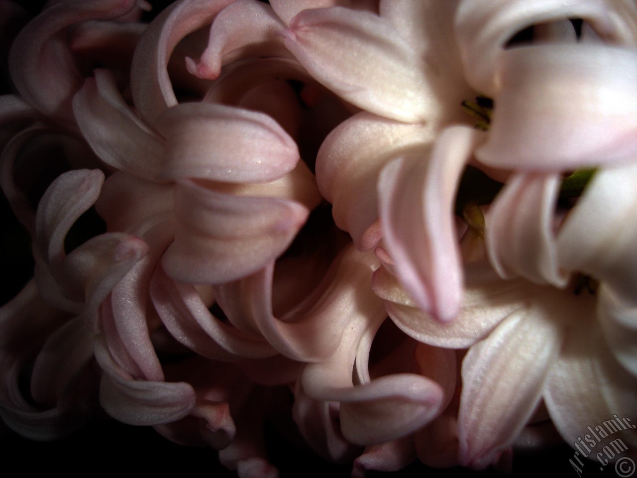 Pink color Hyacinth flower.
