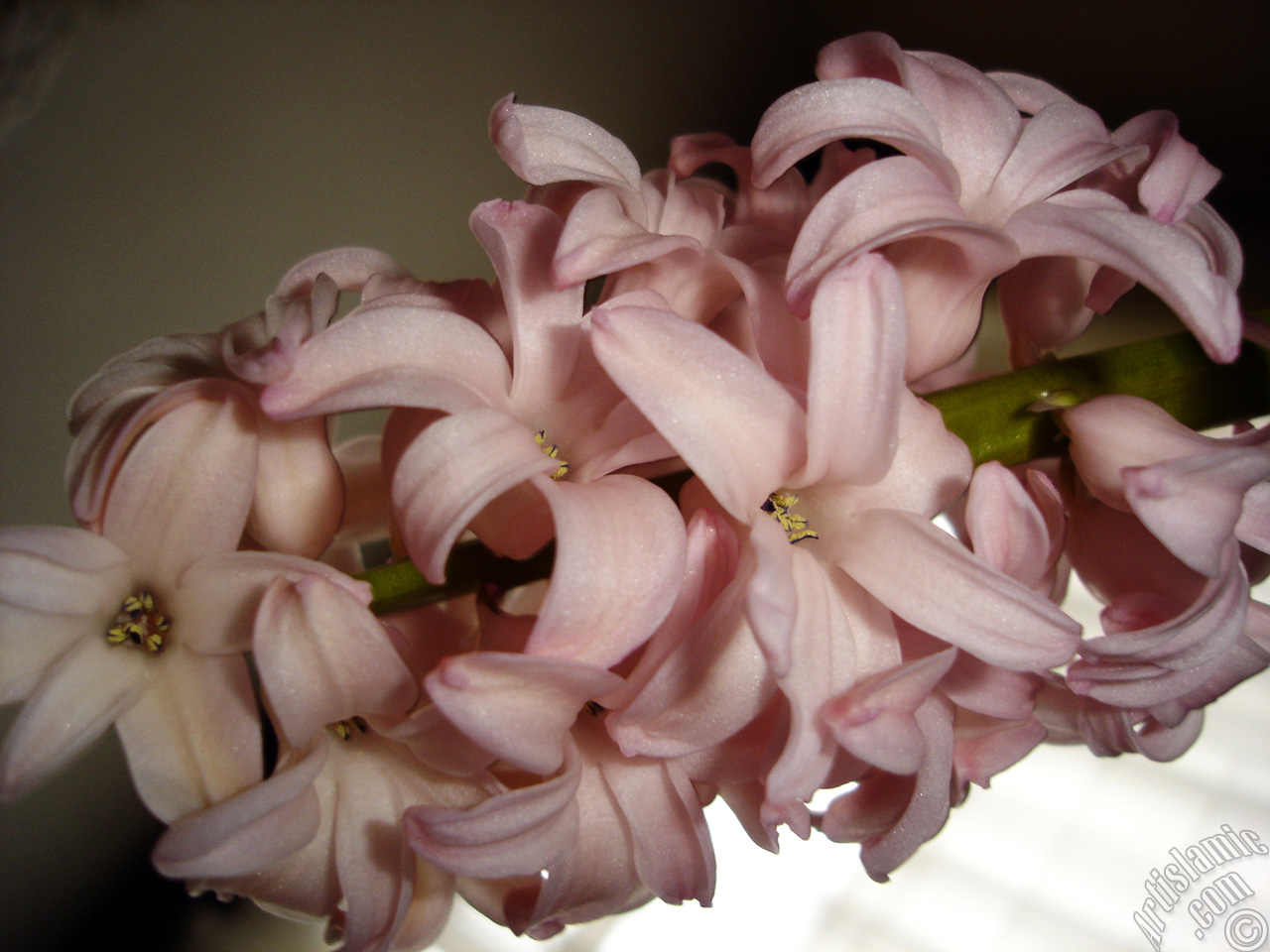 Pink color Hyacinth flower.
