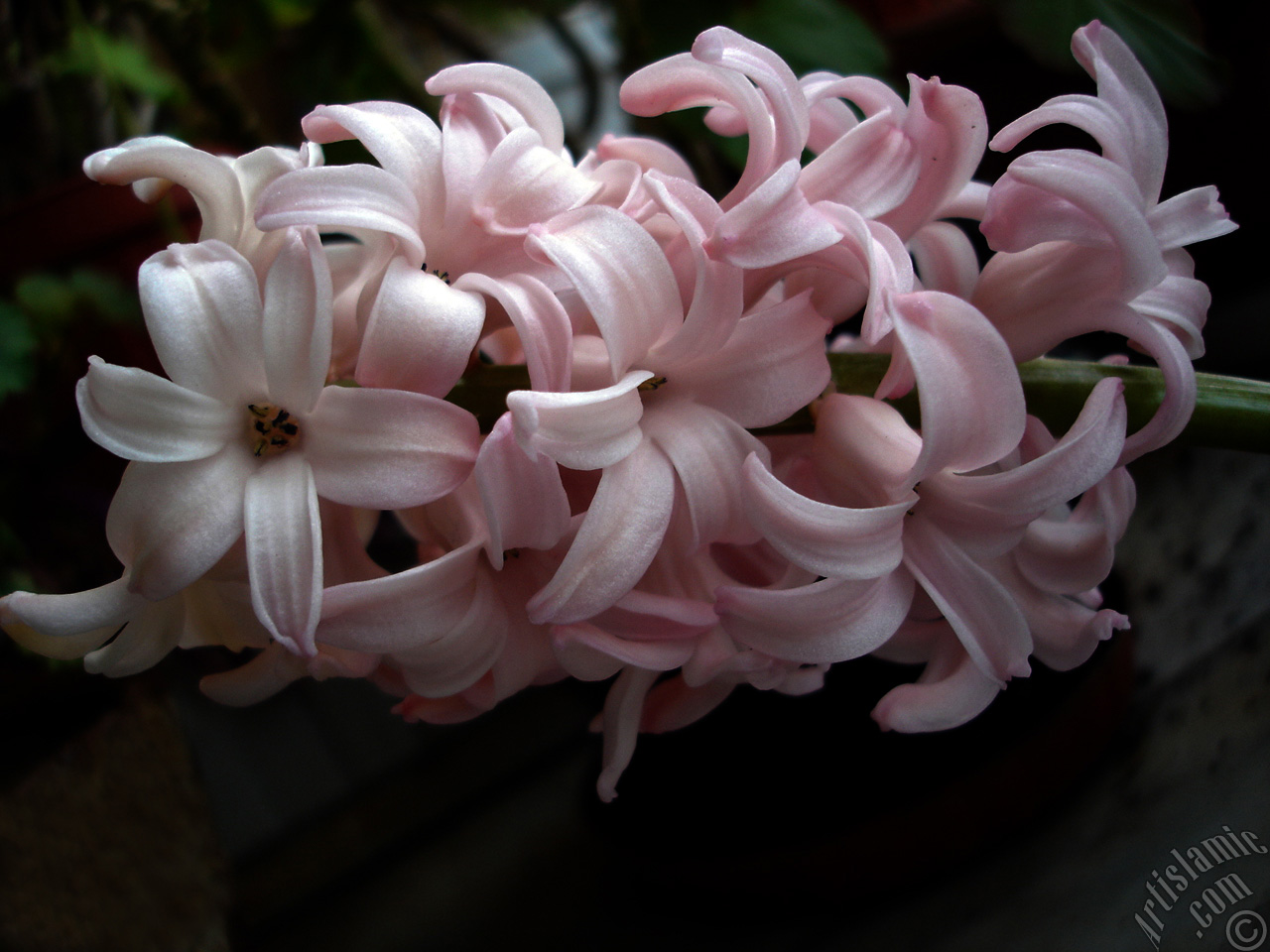 Pink color Hyacinth flower.
