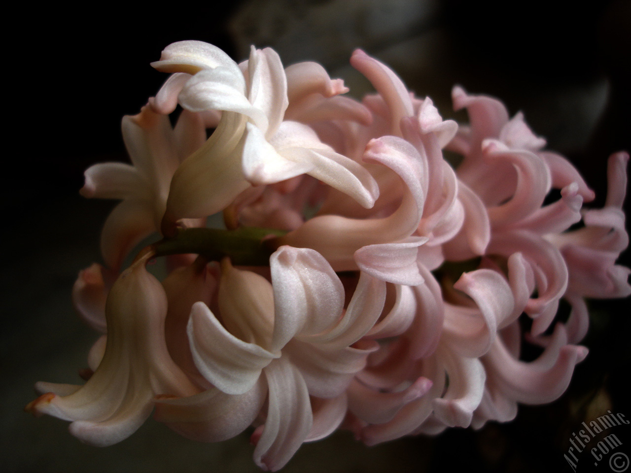 Pink color Hyacinth flower.
