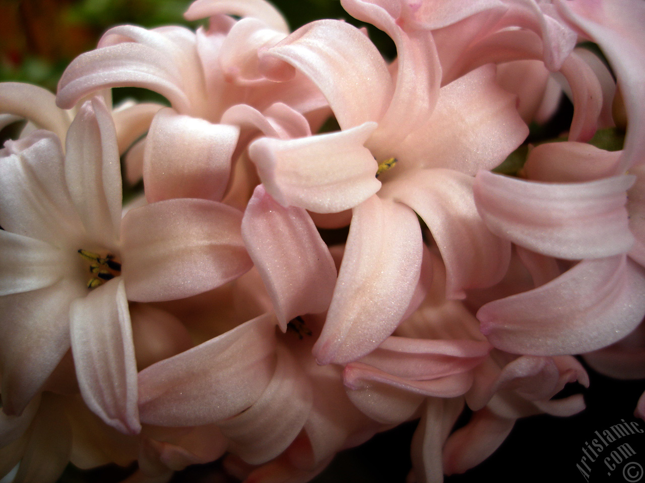 Pink color Hyacinth flower.
