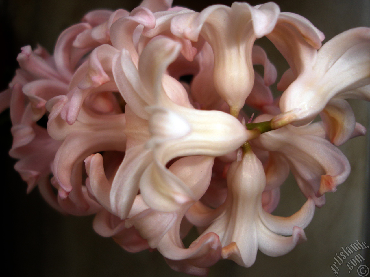 Pink color Hyacinth flower.
