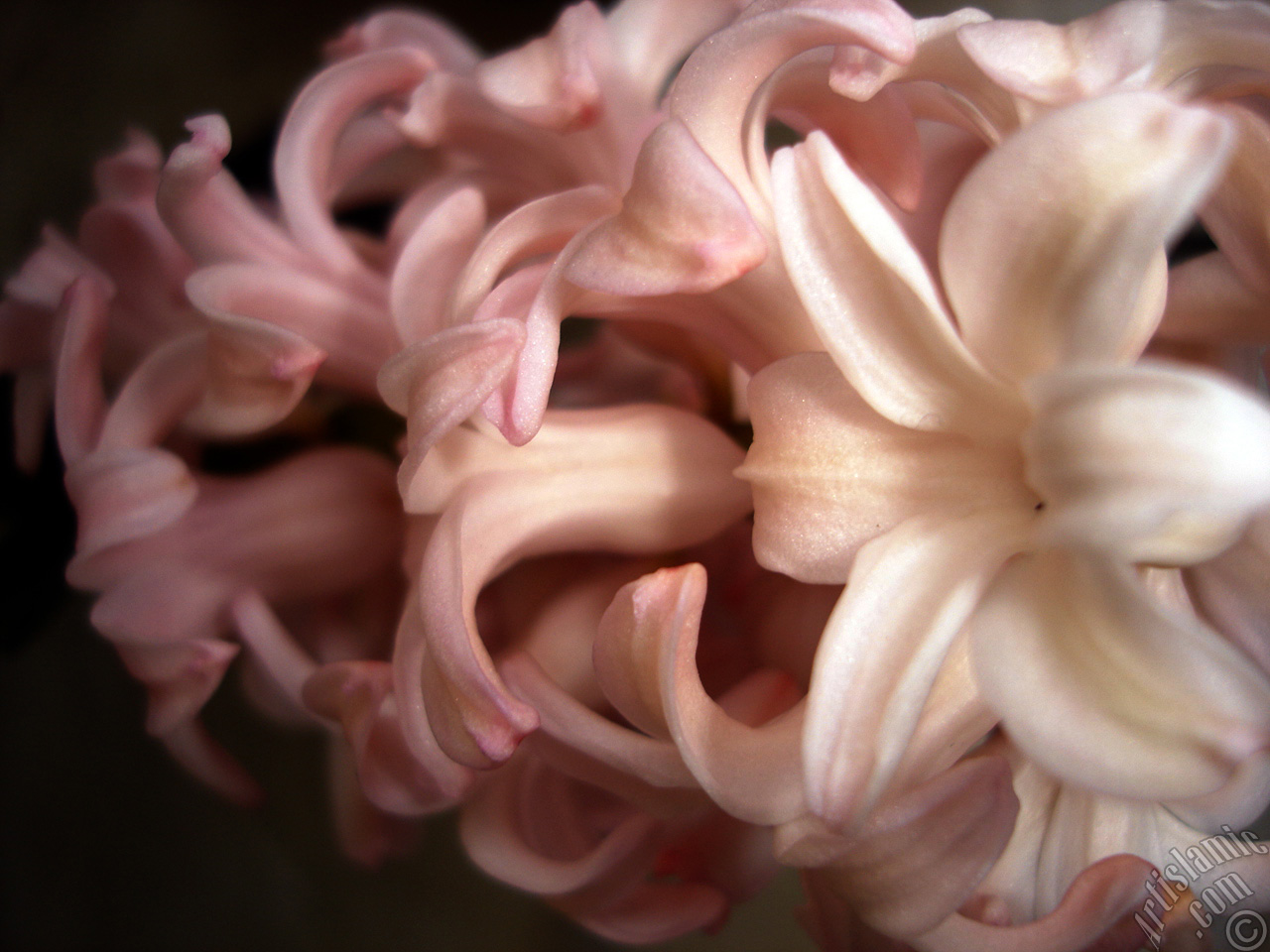 Pink color Hyacinth flower.
