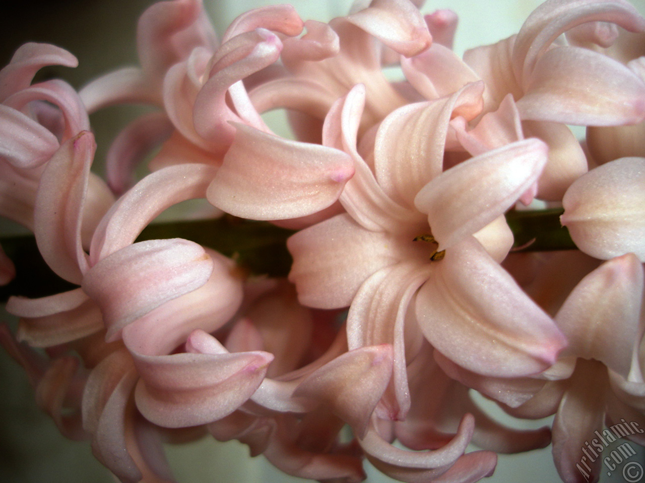 Pink color Hyacinth flower.
