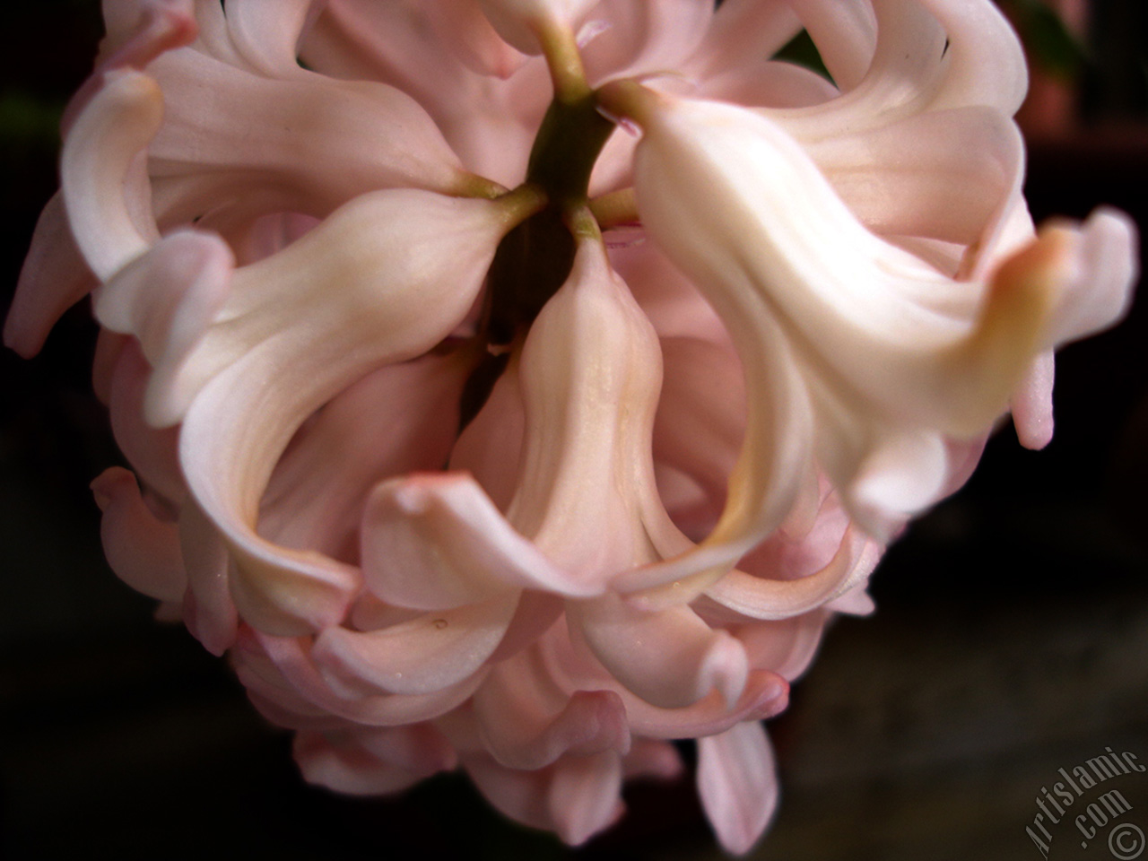 Pink color Hyacinth flower.
