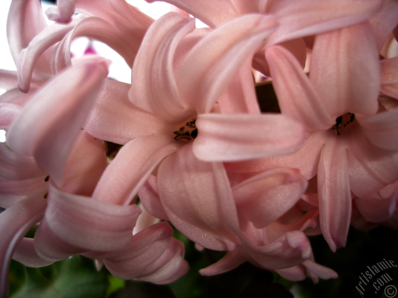 Pink color Hyacinth flower.
