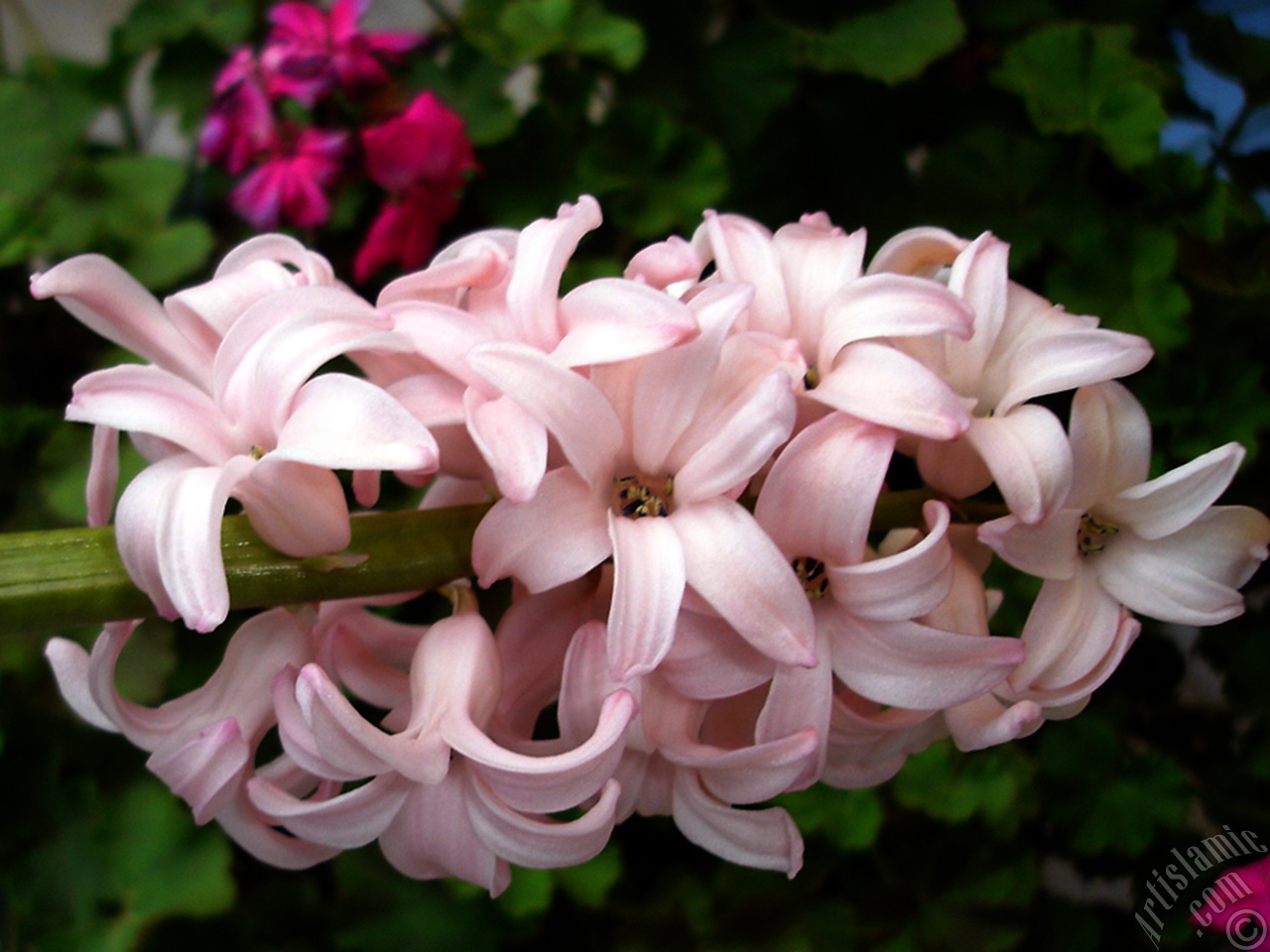 Pink color Hyacinth flower.
