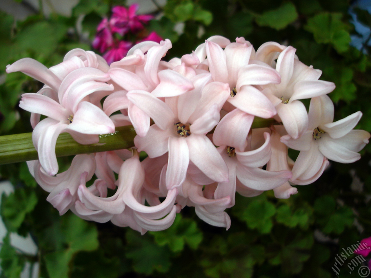 Pink color Hyacinth flower.
