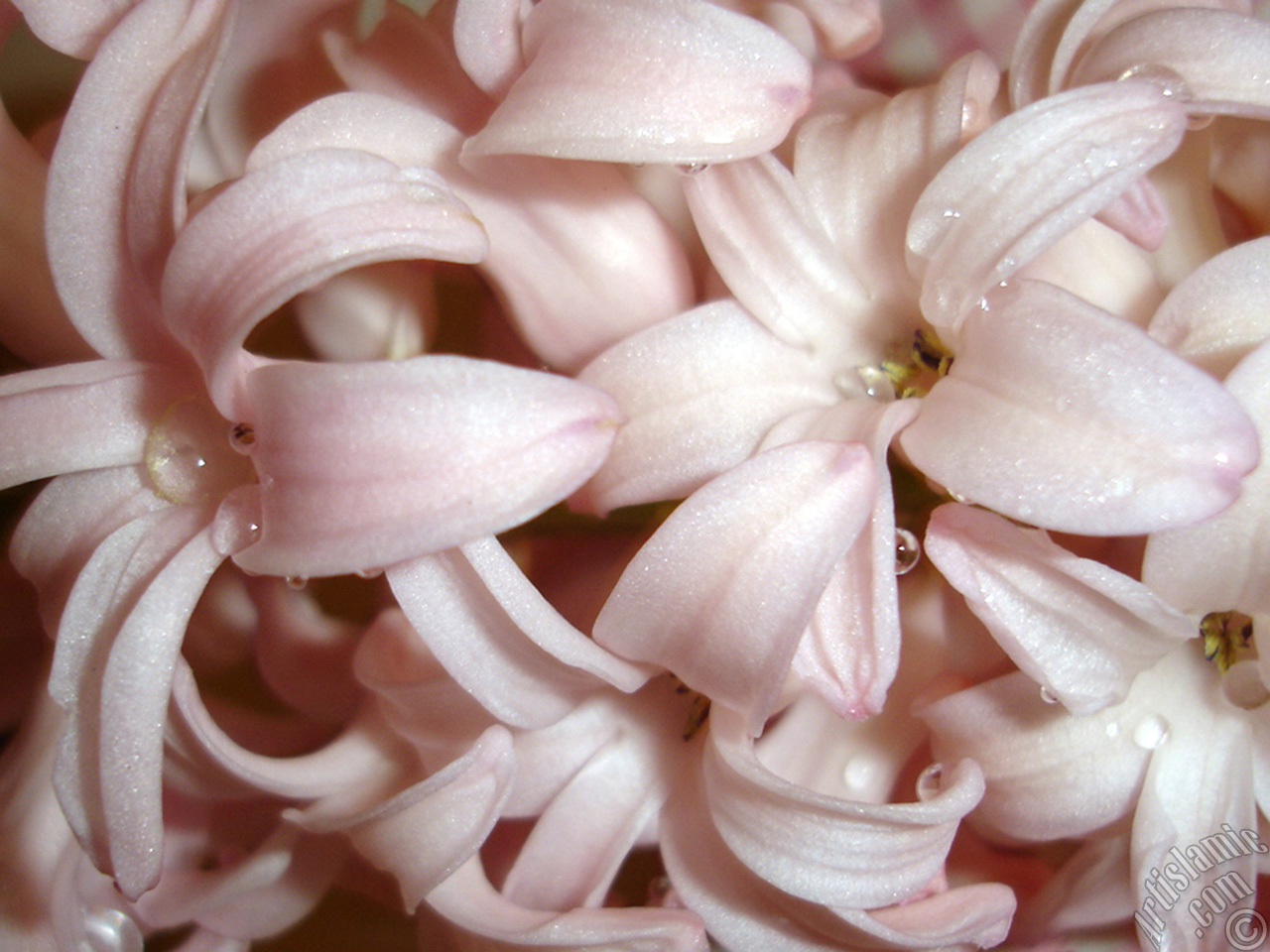 Pink color Hyacinth flower.
