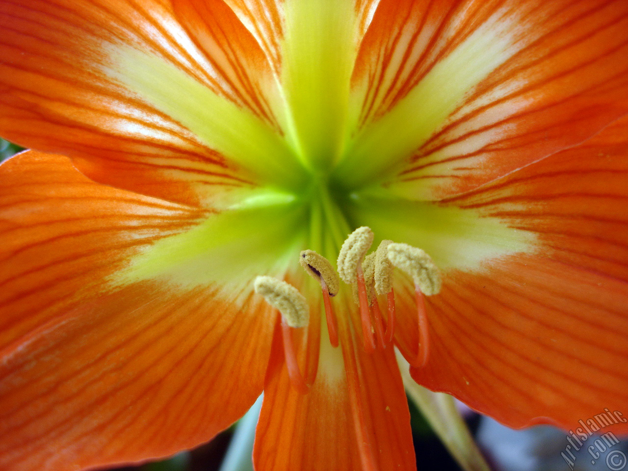 Red color amaryllis flower.
