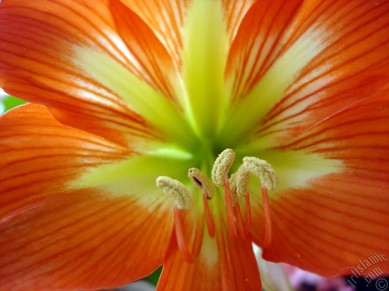 Red color amaryllis flower.
